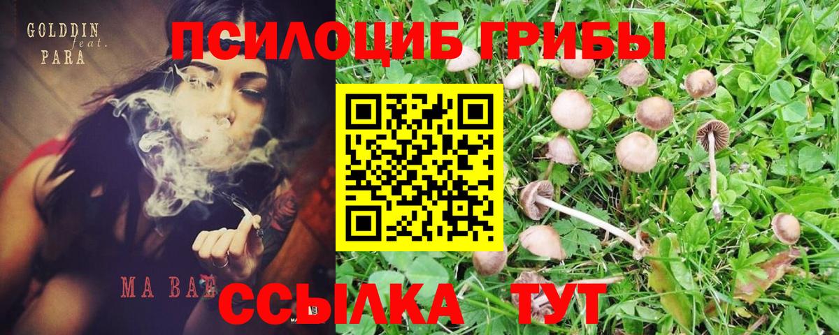 Псилоцибиновые грибы прущие грибы  Псилоцибиновые грибы мицелий  Кимовск  Вход с VPN 